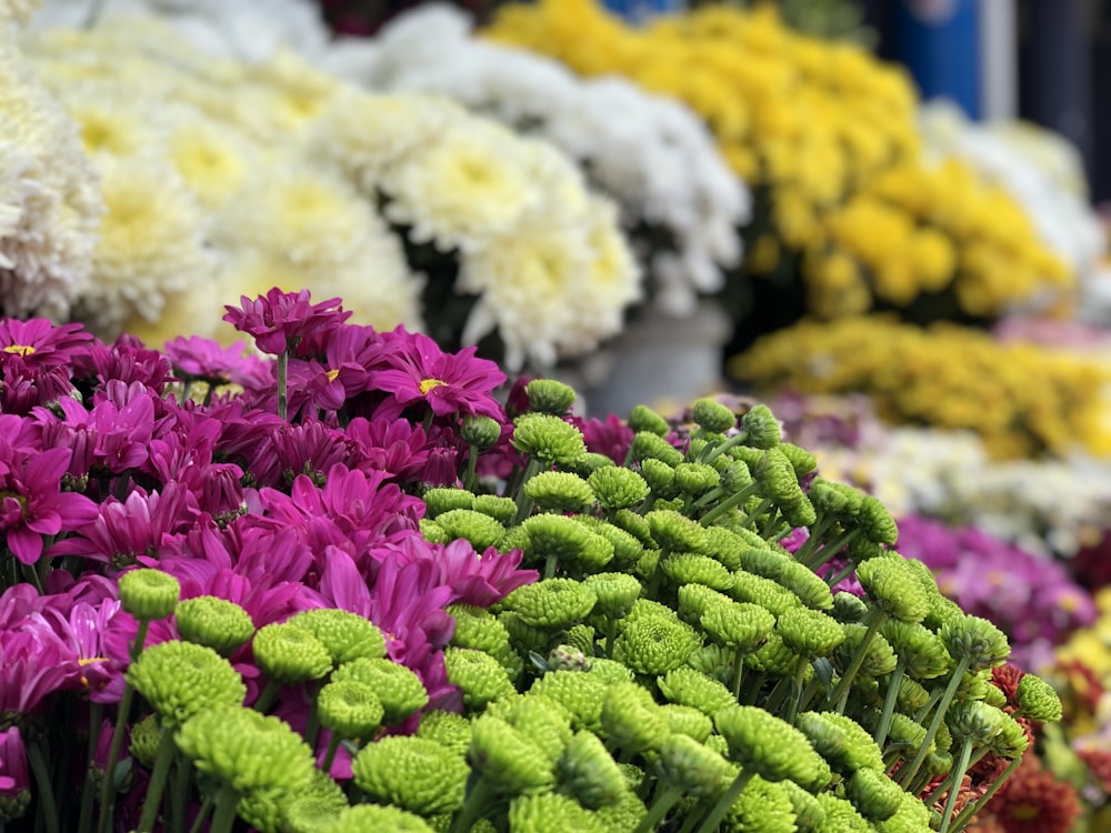 purple and white flowers in tilt shift lens