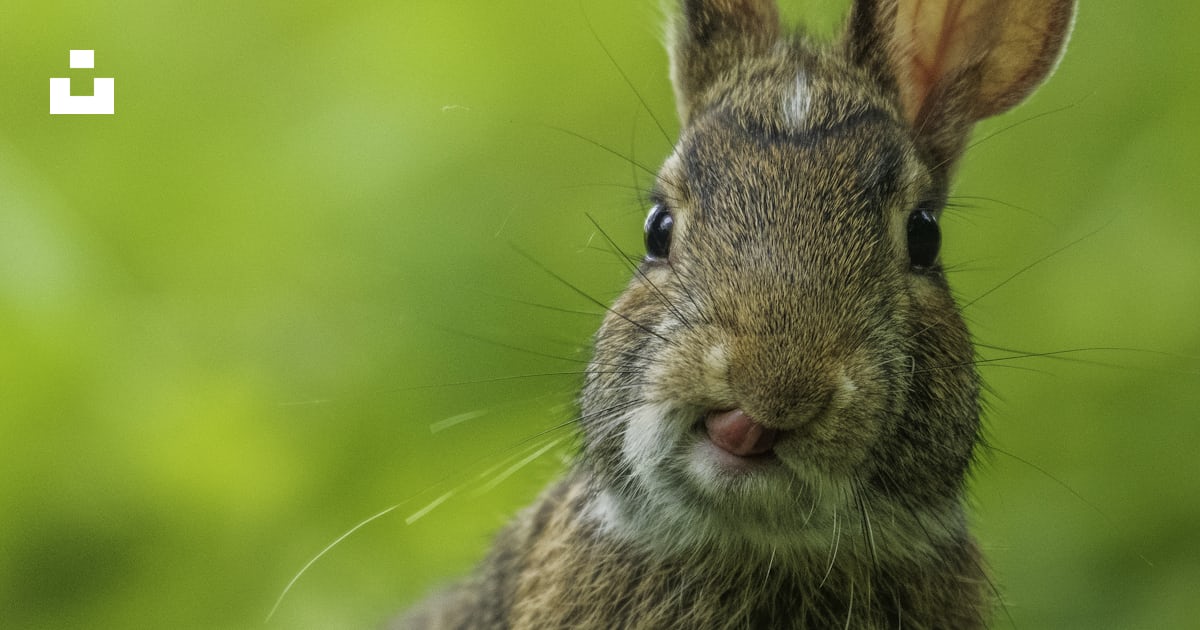 Brown rabbit on green grass during daytime photo – Free Animal Image on ...