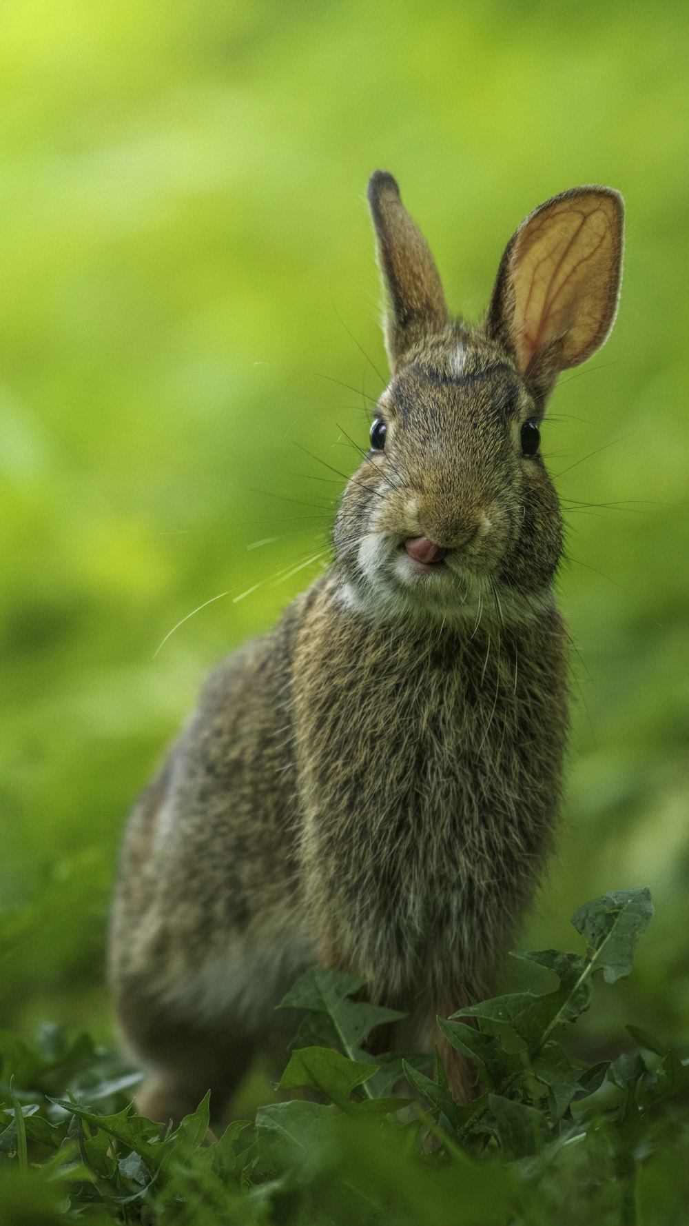 Conejo marrón en hierba verde durante el día