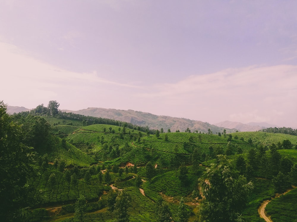 green trees on mountain under white sky during daytime