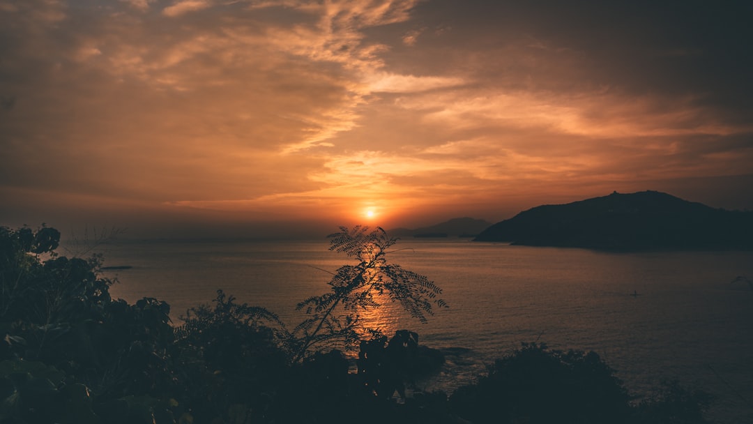 silhouette of trees near body of water during sunset