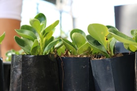 green plant on black pot