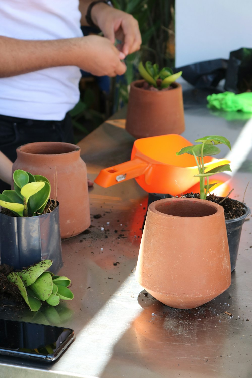 green plant in brown clay pot