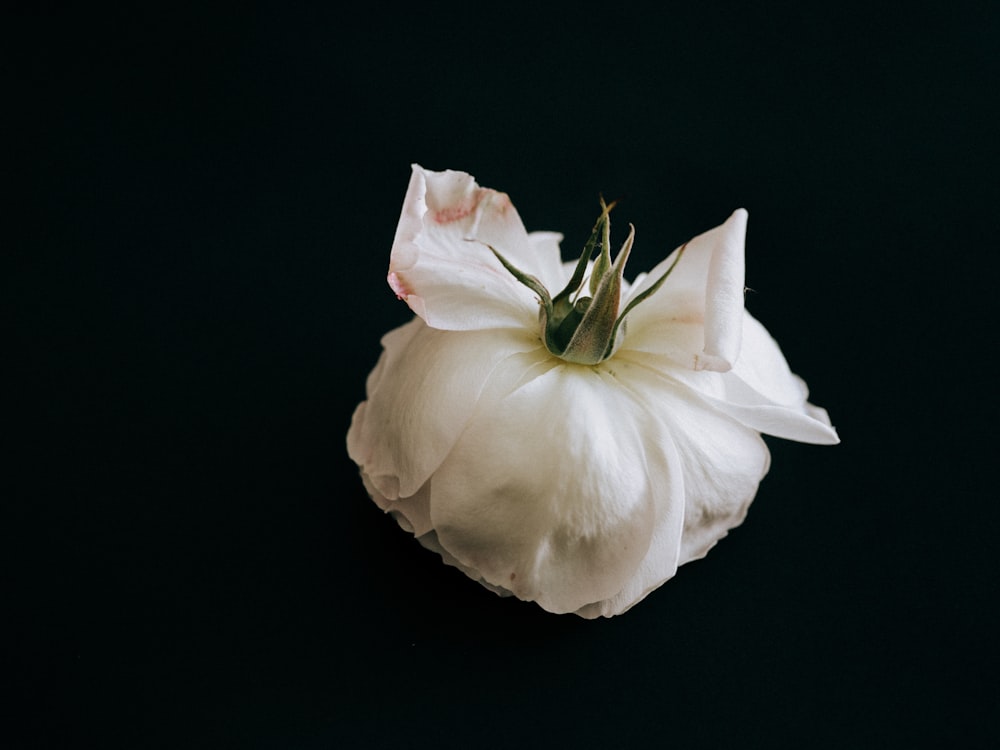 white flower with black background