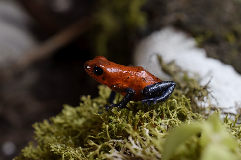 orange and black frog on green grass