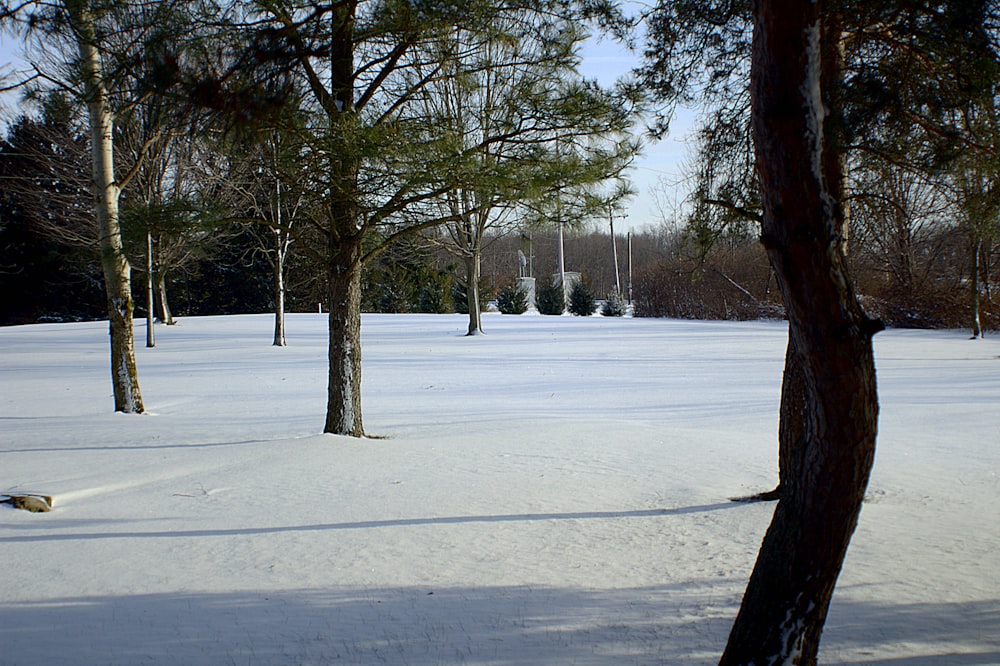 brown bare tree on snow covered ground during daytime