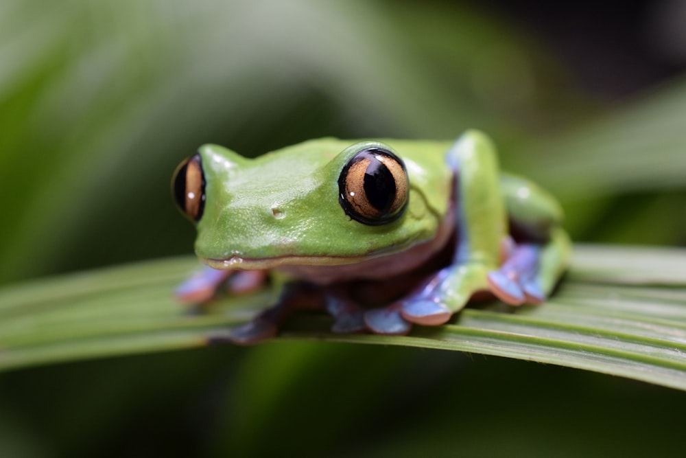 green frog on green leaf