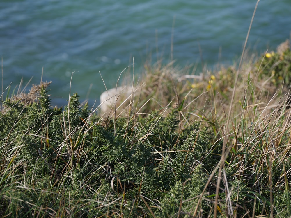 white dog on green grass near body of water during daytime