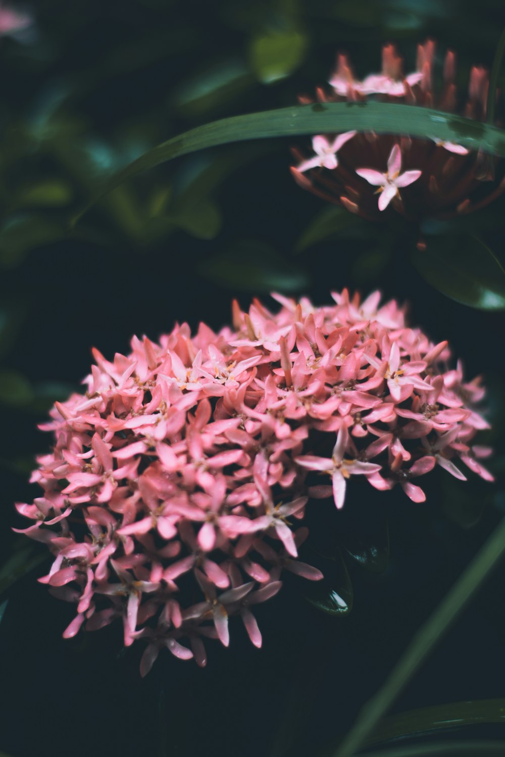 pink flowers in tilt shift lens