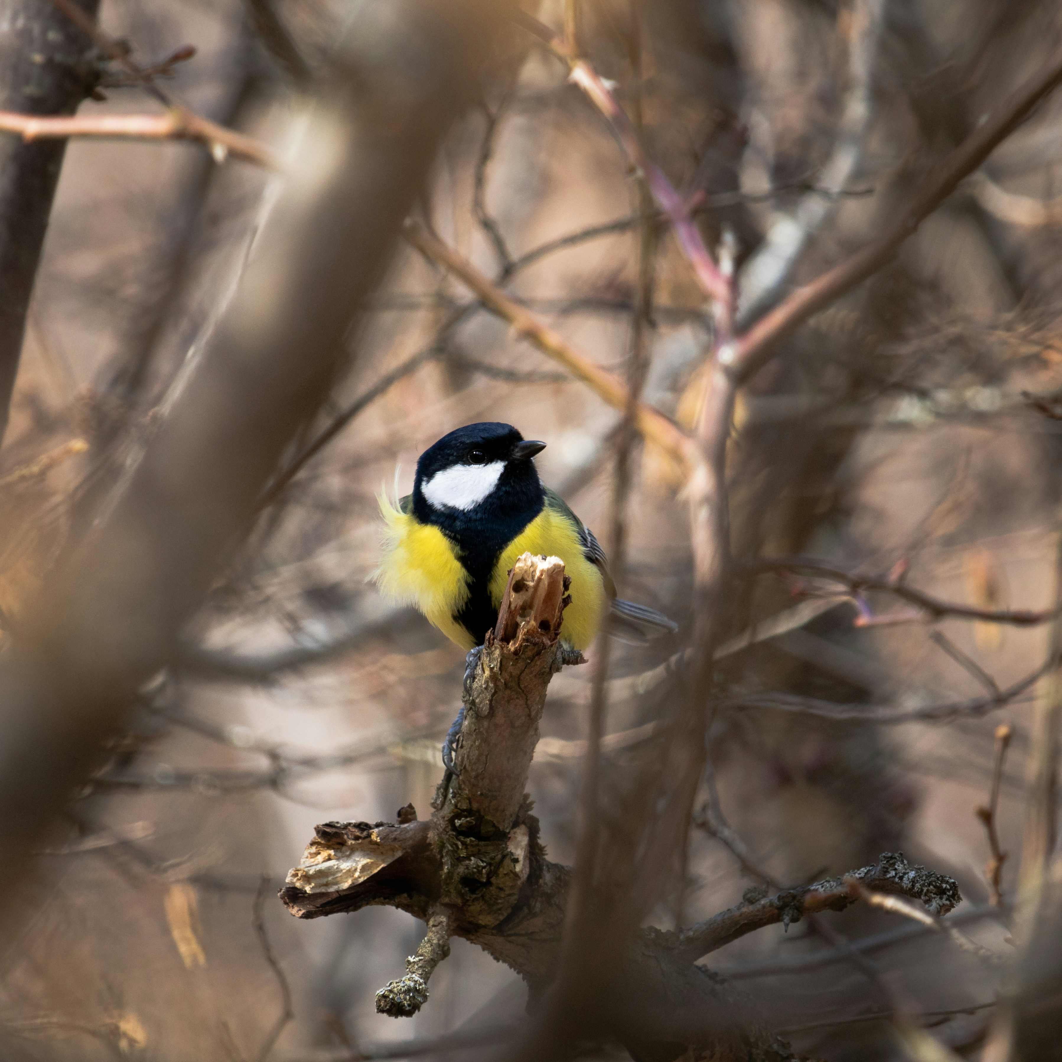 Photo by angelbalashev