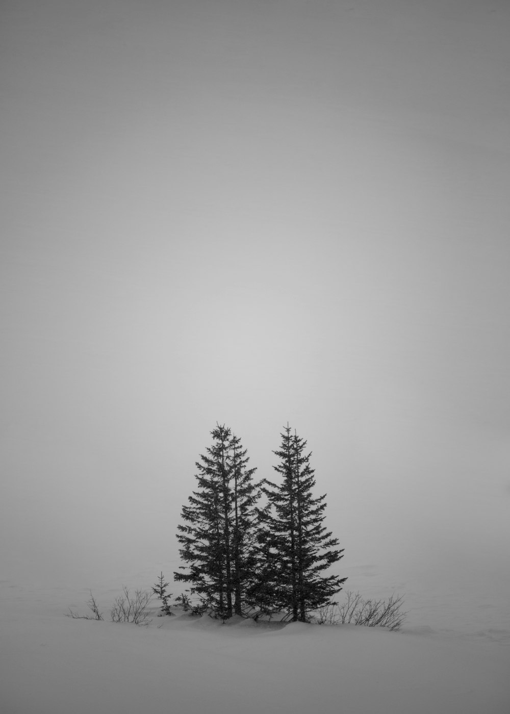 a black and white photo of trees in the snow