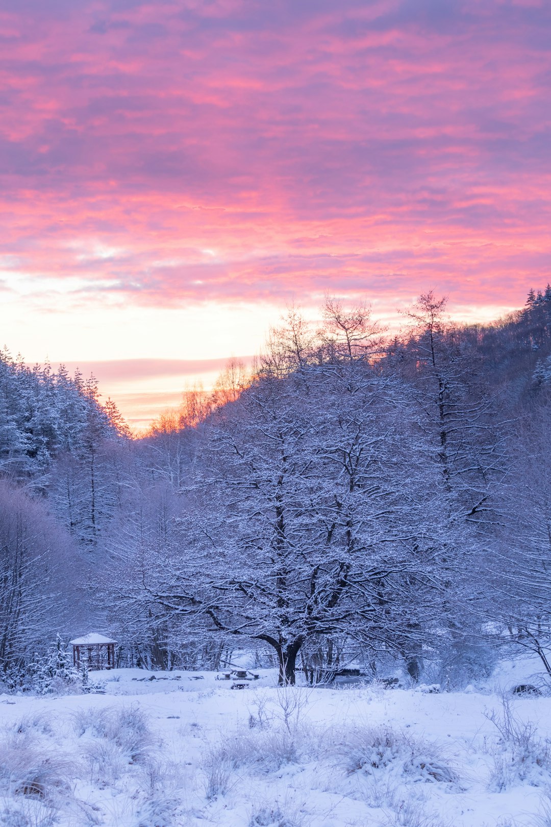 snow covered trees during sunset