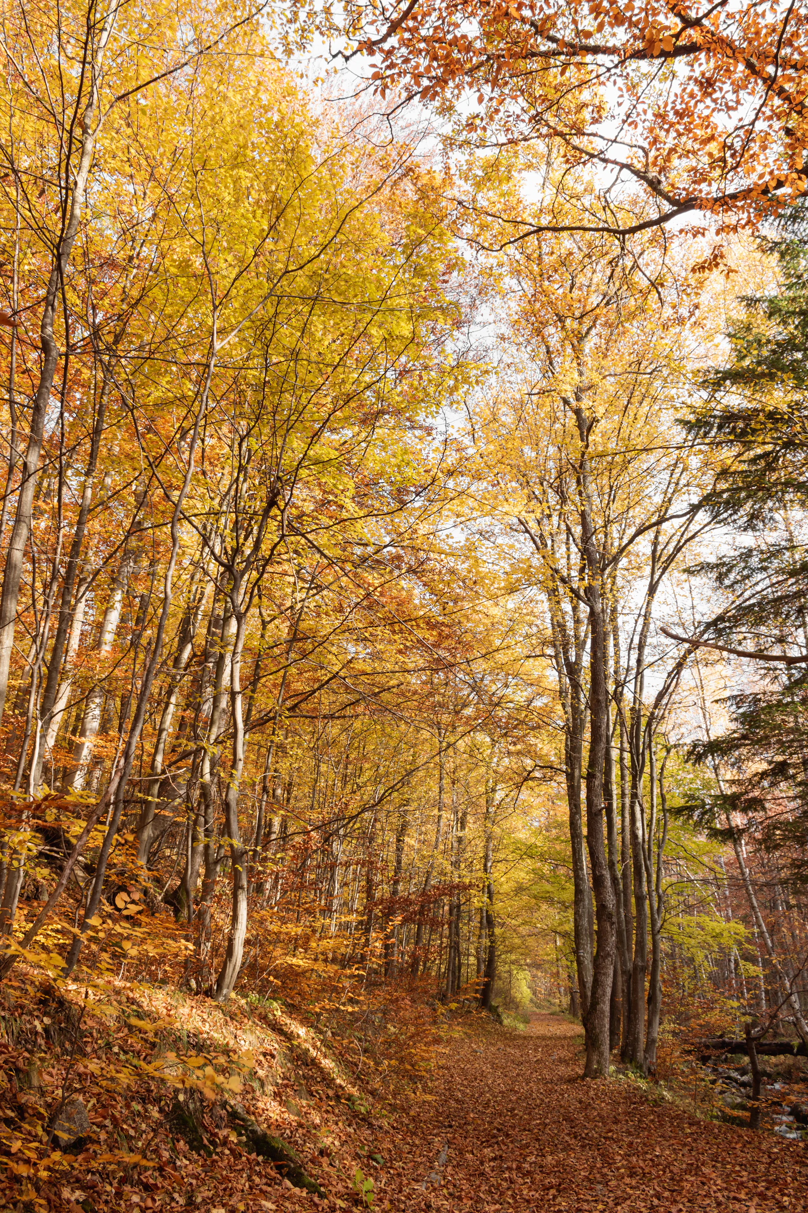 Sentier forestier couvert de feuilles en automne &mdash; image d'illustration, non prise sur le Petit Balcon Sud
