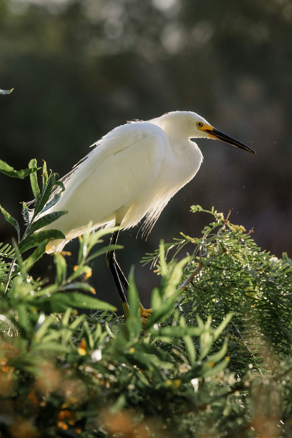 white egret perched on green plant during daytime