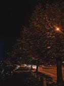 A quiet street scene with soft reflections on wet pavement under warm street lamps.