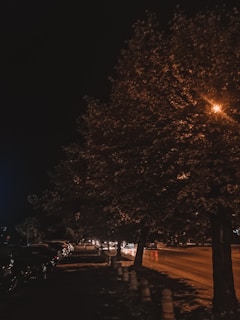 Wide-angle photo of a quiet street lined with street lamps and young trees in a residential neighborhood.