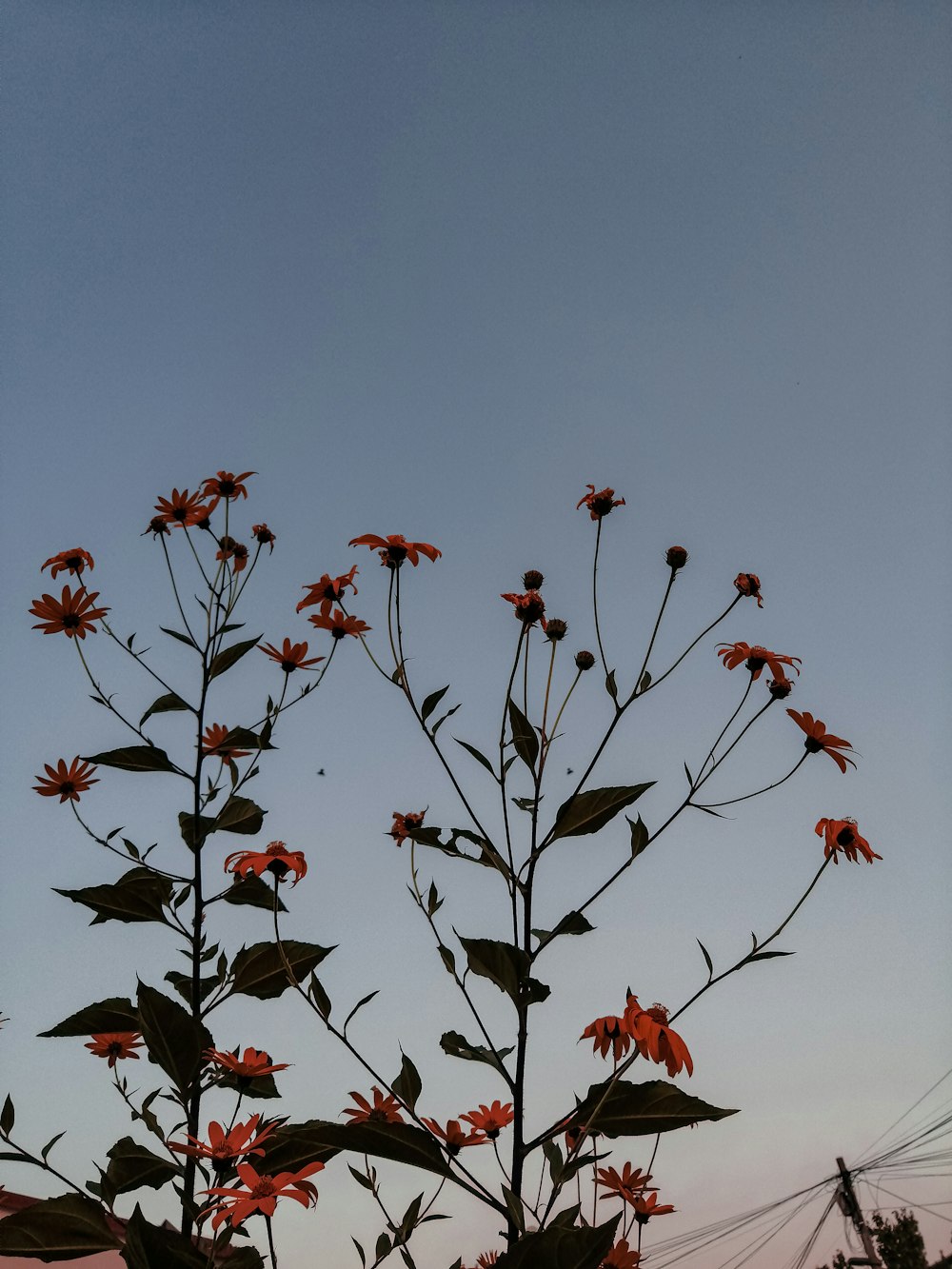 red flowers under blue sky during daytime