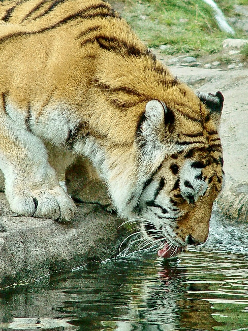 tiger walking on gray concrete floor during daytime