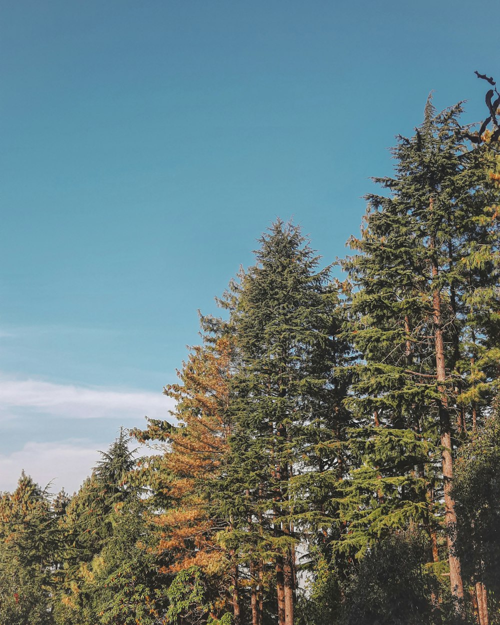 green pine trees under blue sky during daytime