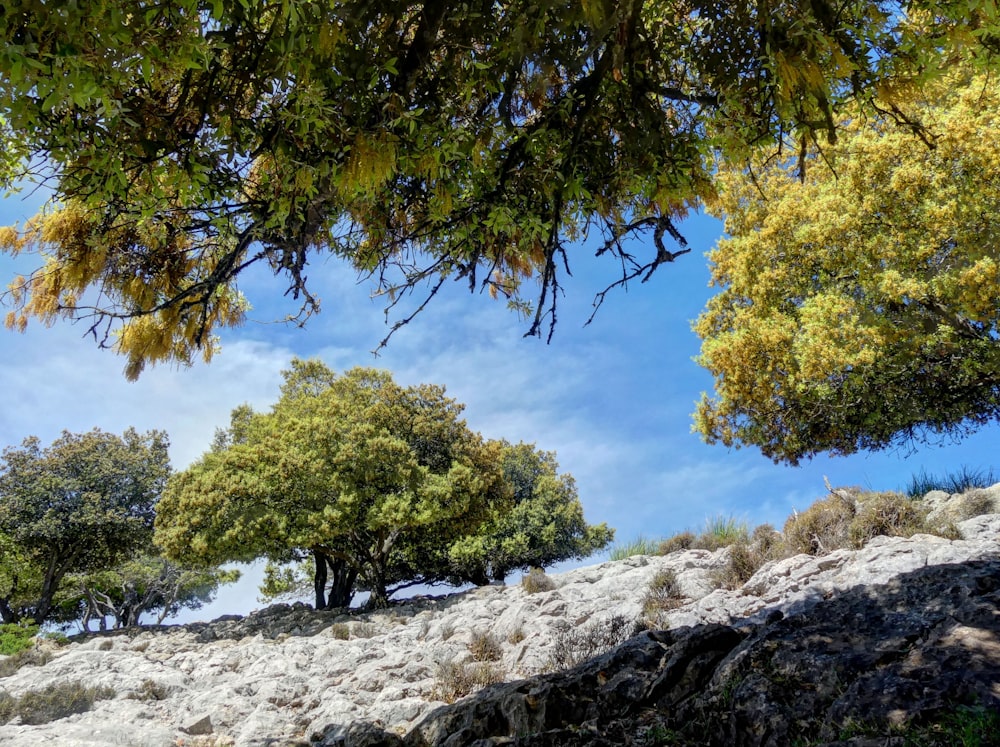 a group of trees sitting on top of a rocky hillside