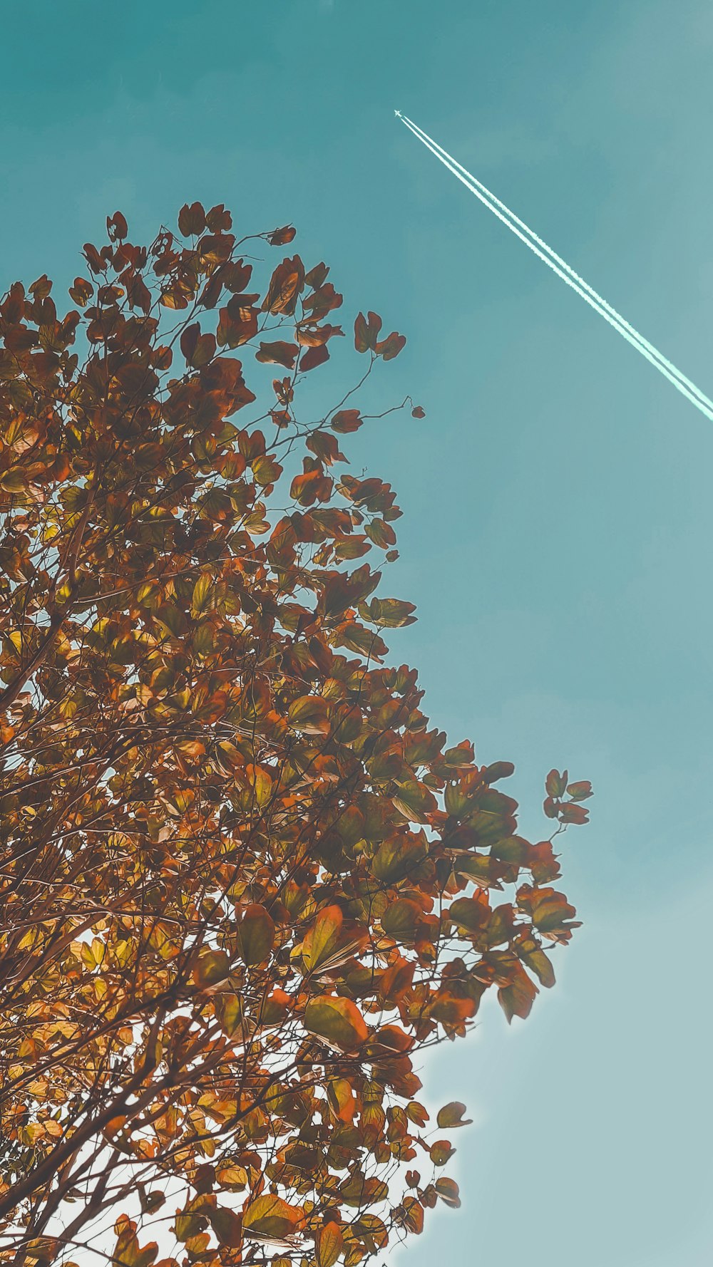 a plane flying in the sky over a tree