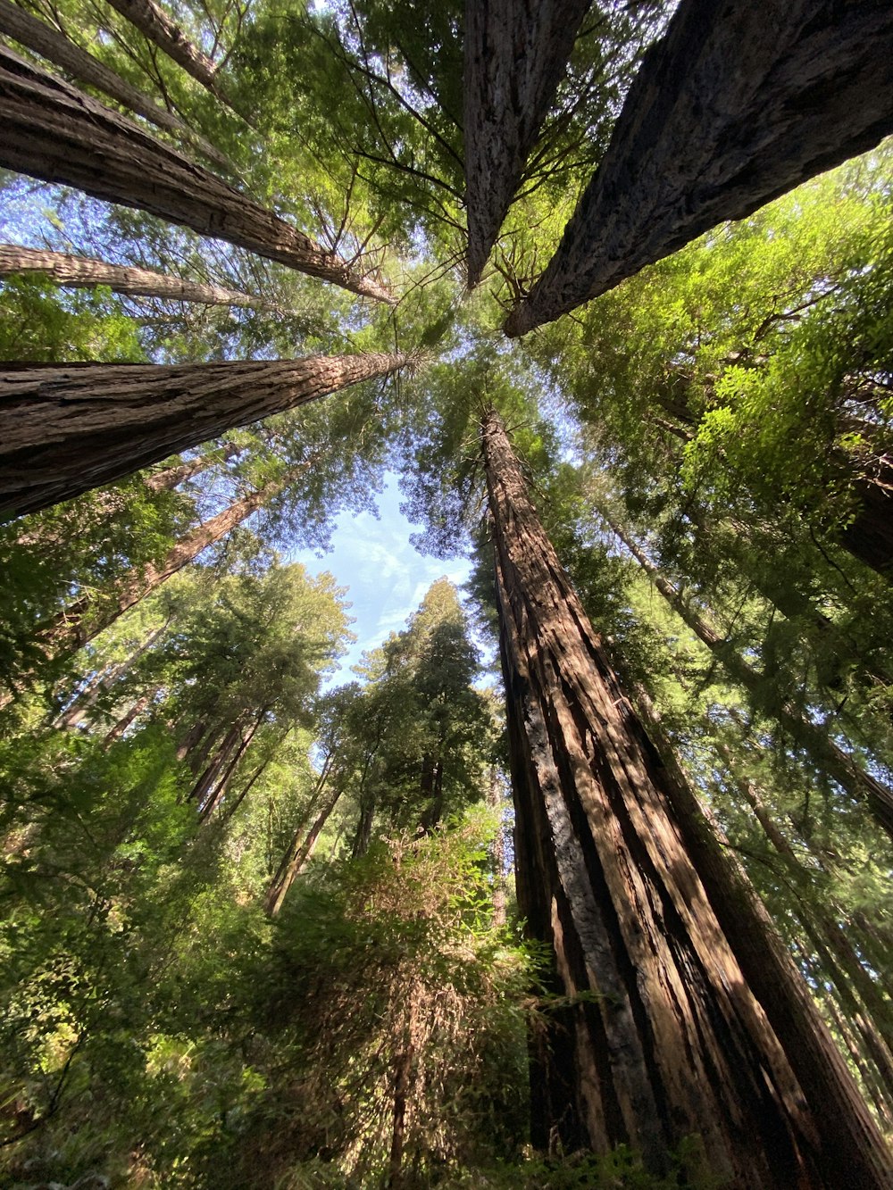 looking up at the tops of tall trees in a forest