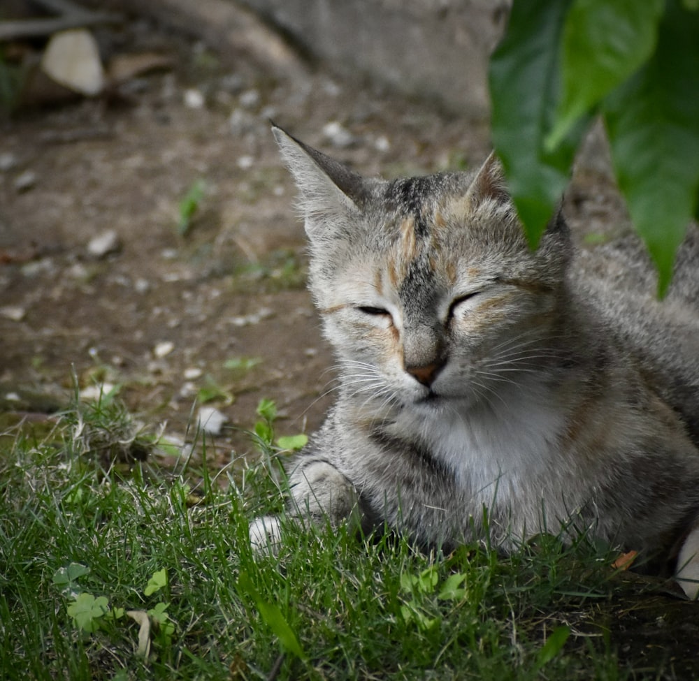 silver tabby cat on green grass