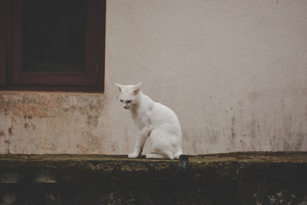 white cat on black concrete floor