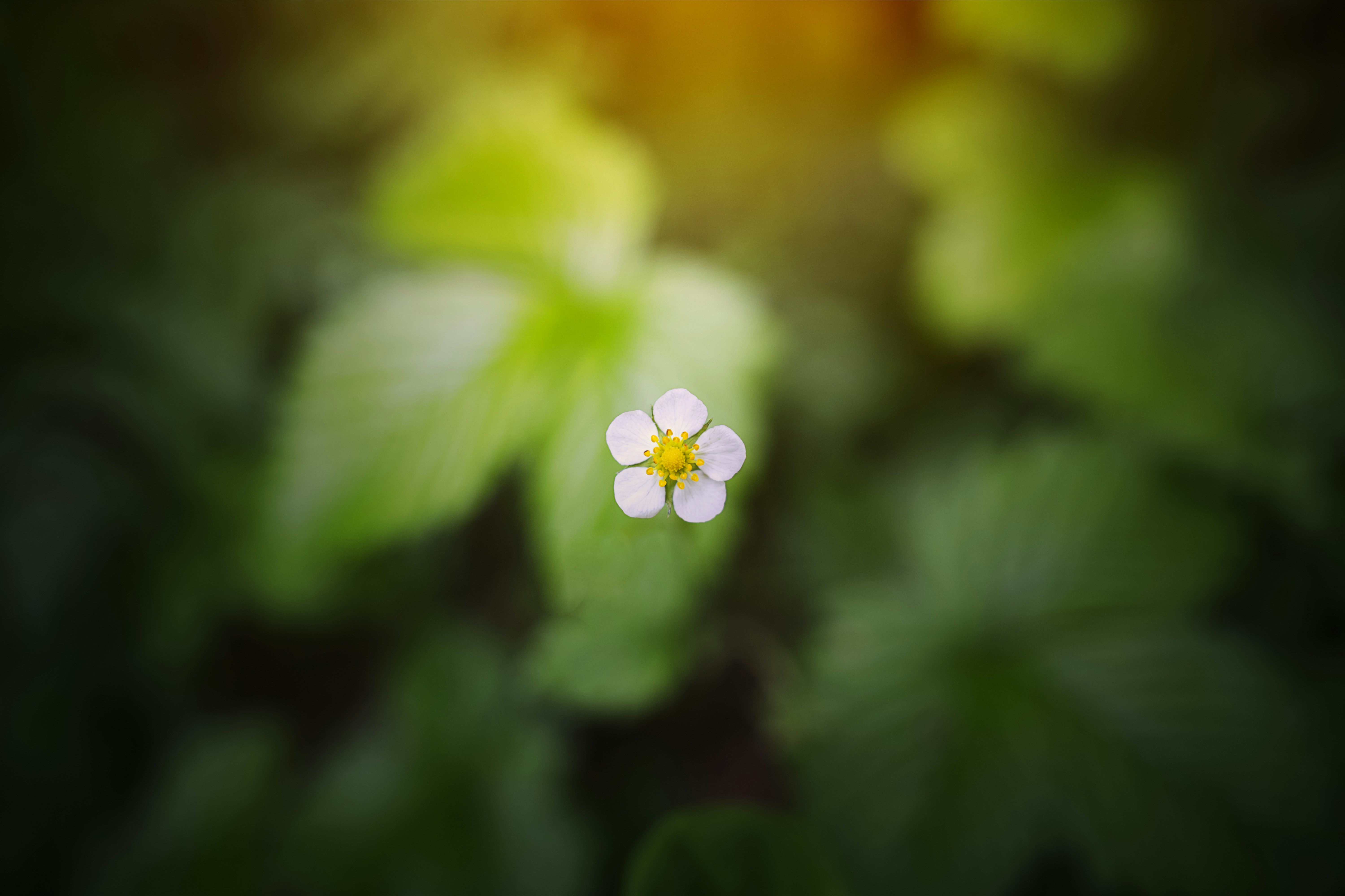 Pequena flor branca com centro amarelo em foco nítido, cercada por folhagem verde desfocada