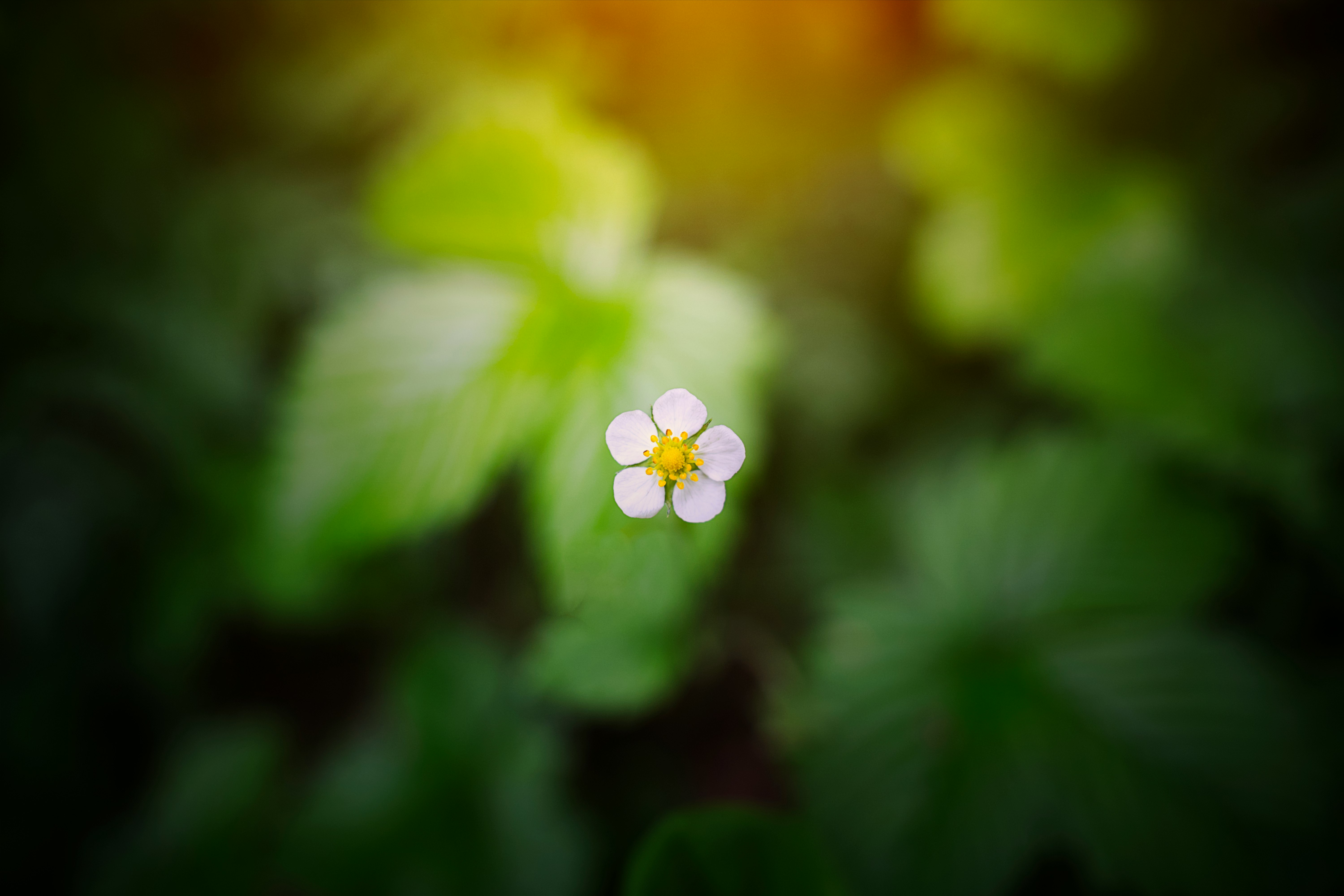 white flower with green leaves