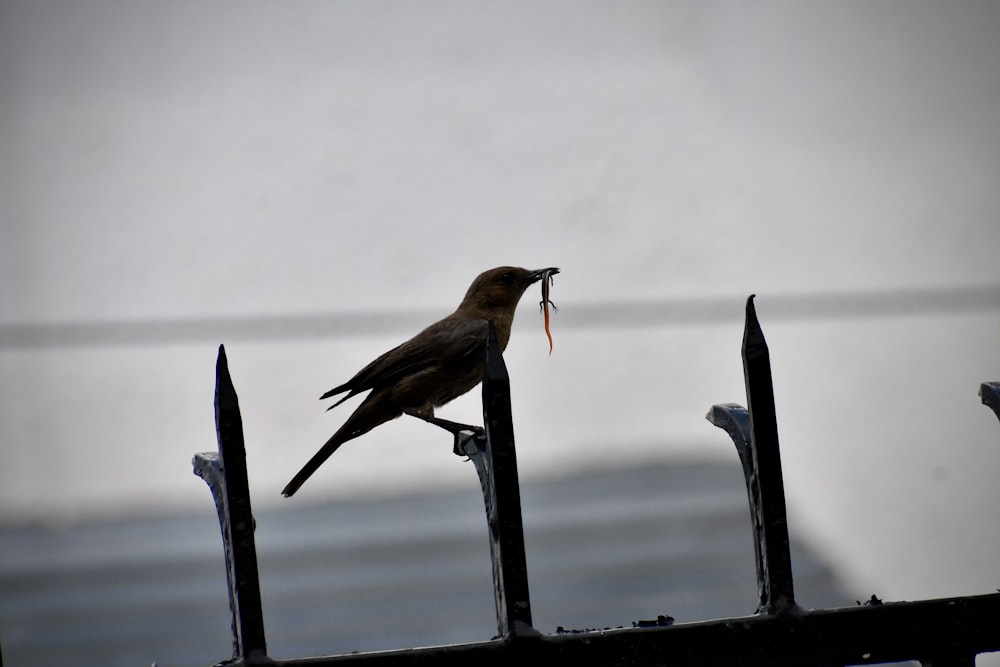 oiseau brun sur barre de métal noir pendant la journée