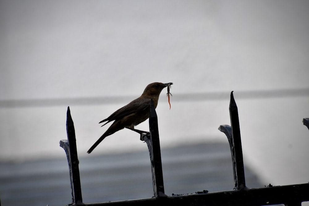 brown bird on black metal bar during daytime