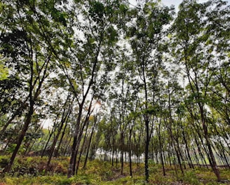 green trees on green grass field during daytime