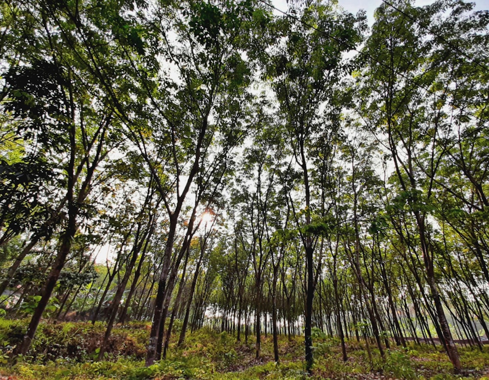 green trees on green grass field during daytime