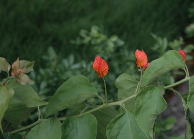 red flower in tilt shift lens
