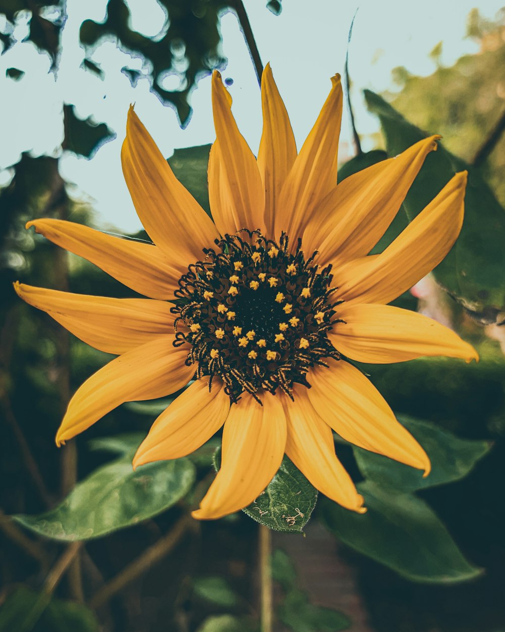 yellow sunflower in bloom during daytime