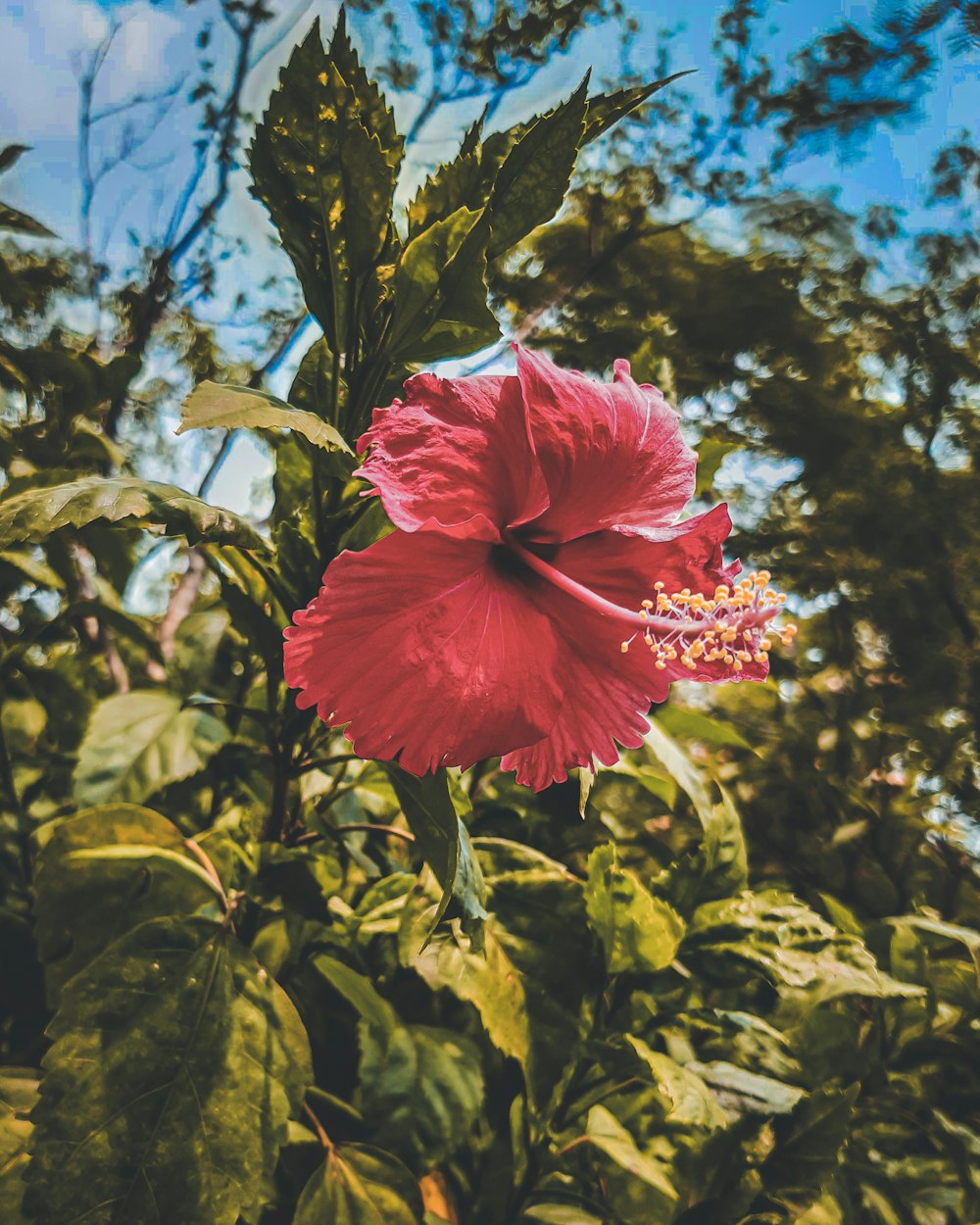 pink hibiscus in bloom during daytime