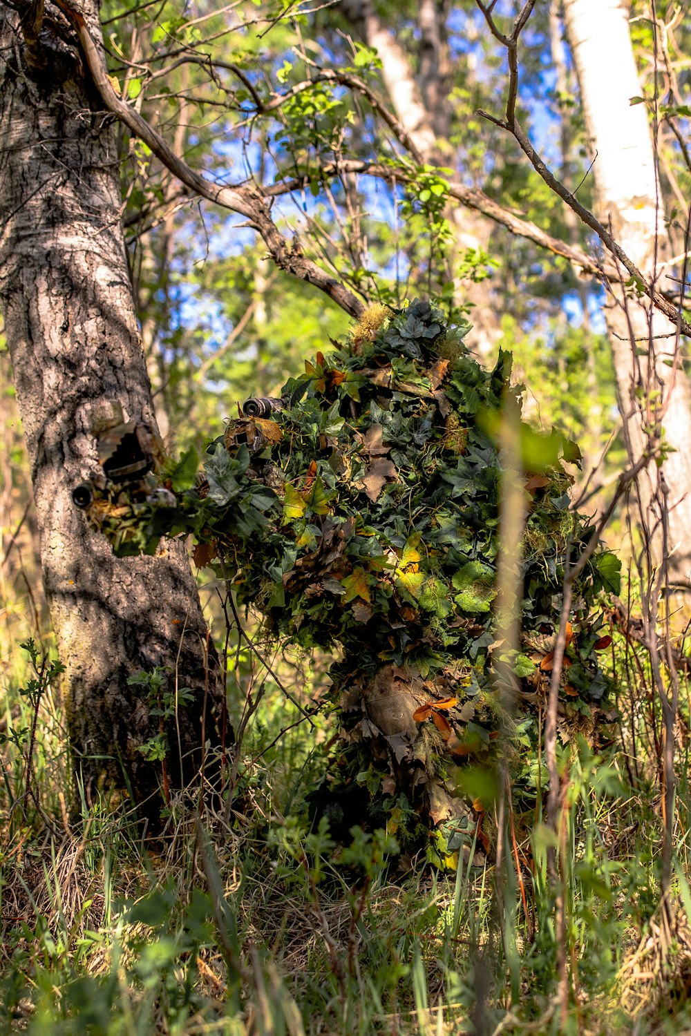 green and yellow plant on brown tree