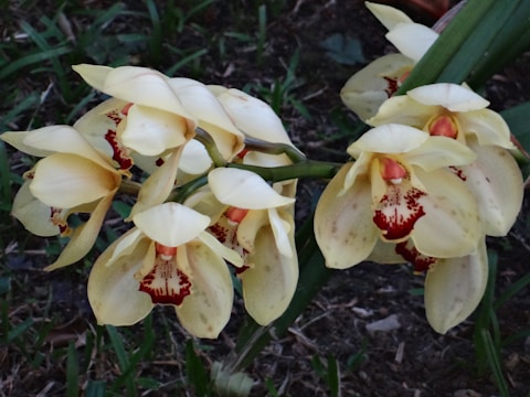 Bright yellow orchid with red speckles on petals.