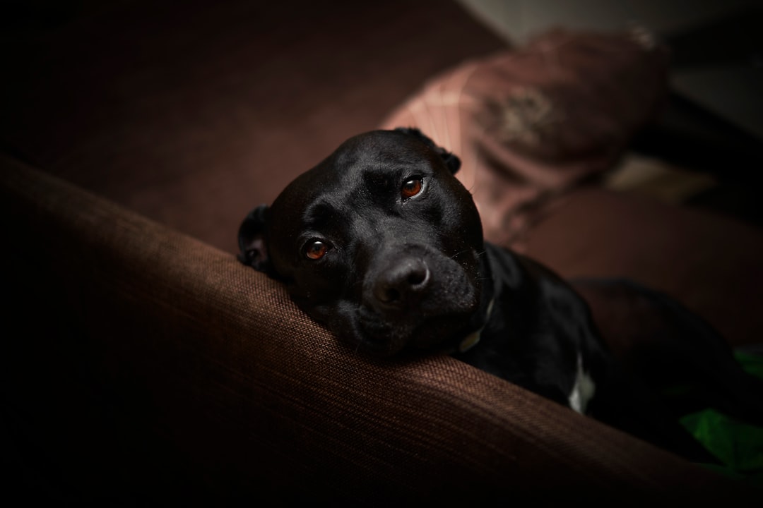 black short coat medium sized dog lying on brown textile