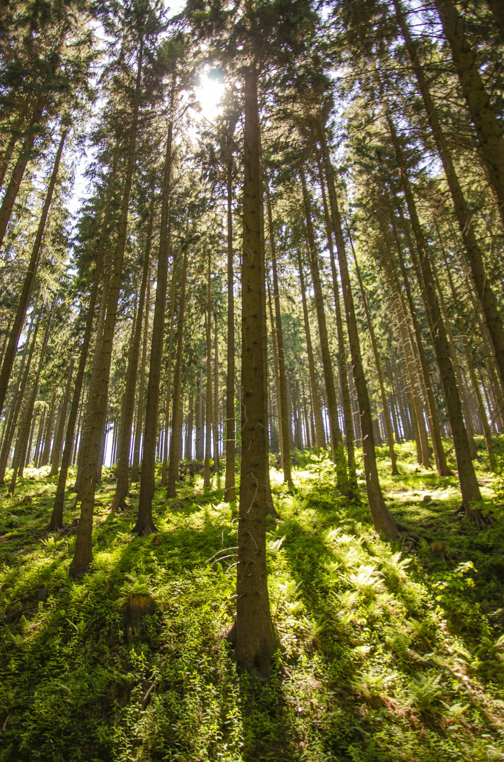 green and brown trees during daytime