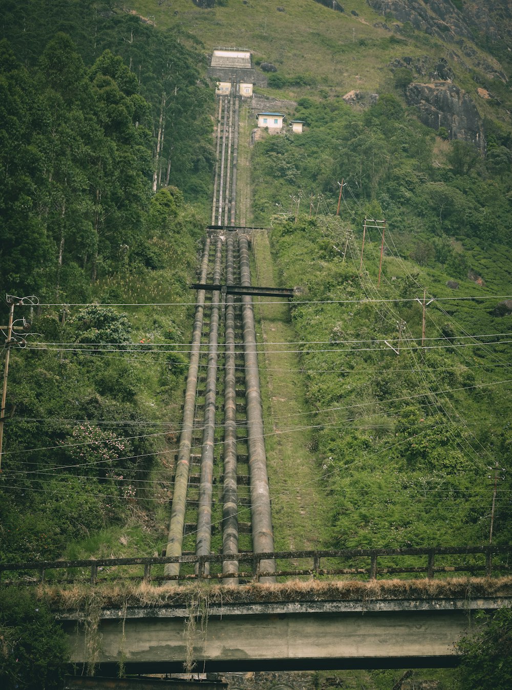 árvores verdes na montanha durante o dia