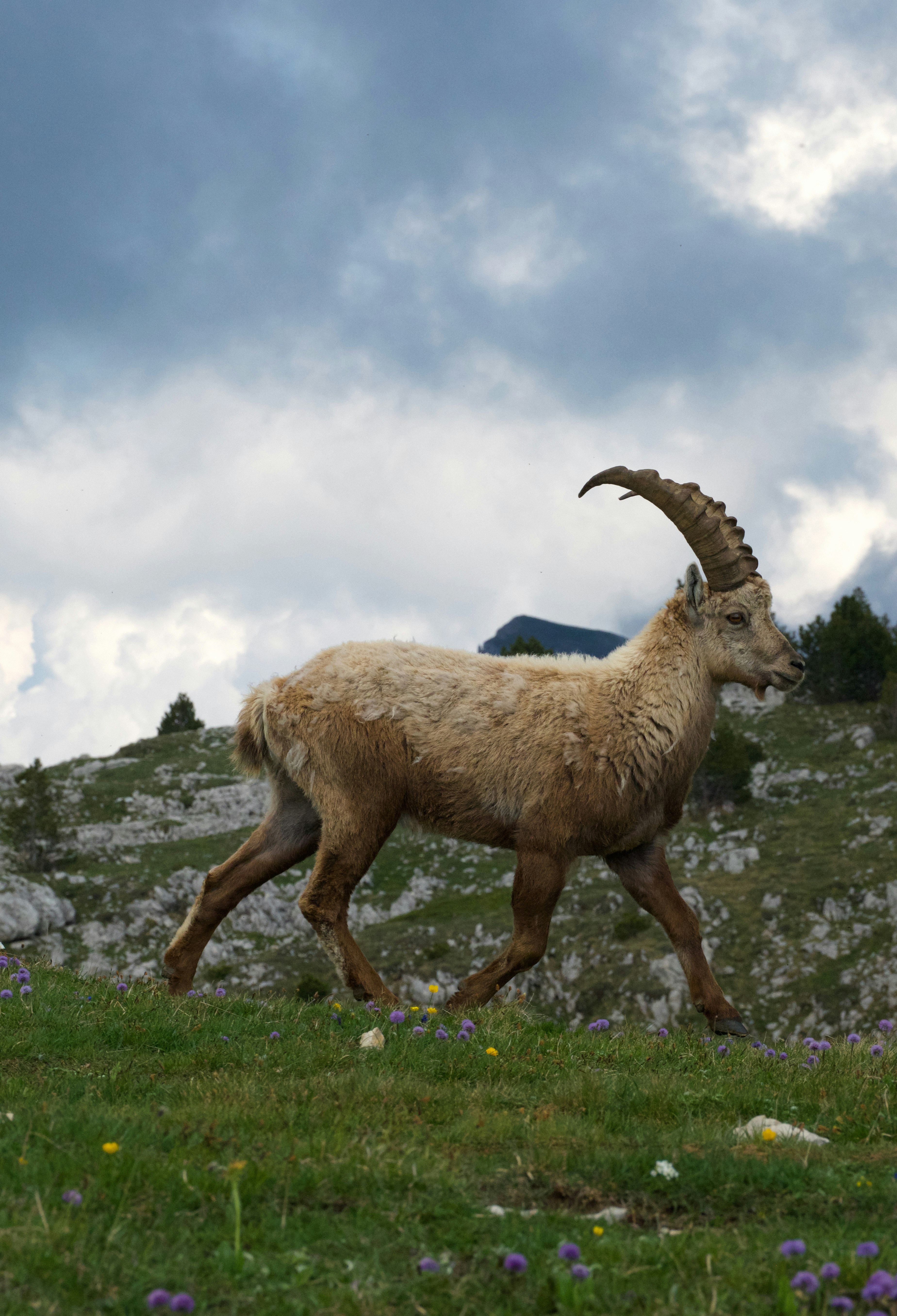brown ram on rocky mountain under white clouds during daytime