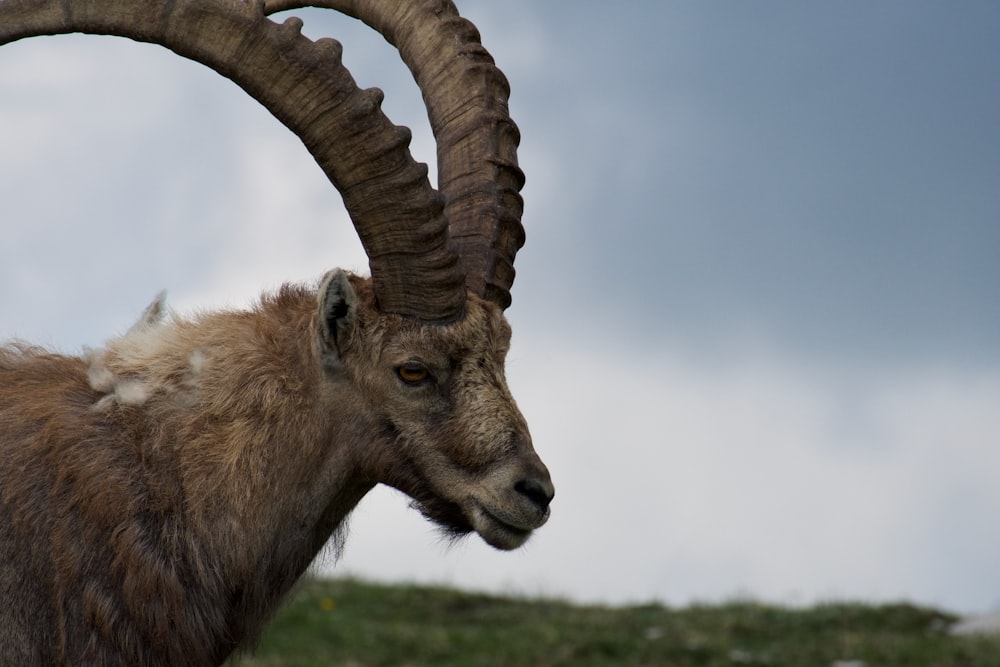 brown ram on green grass during daytime