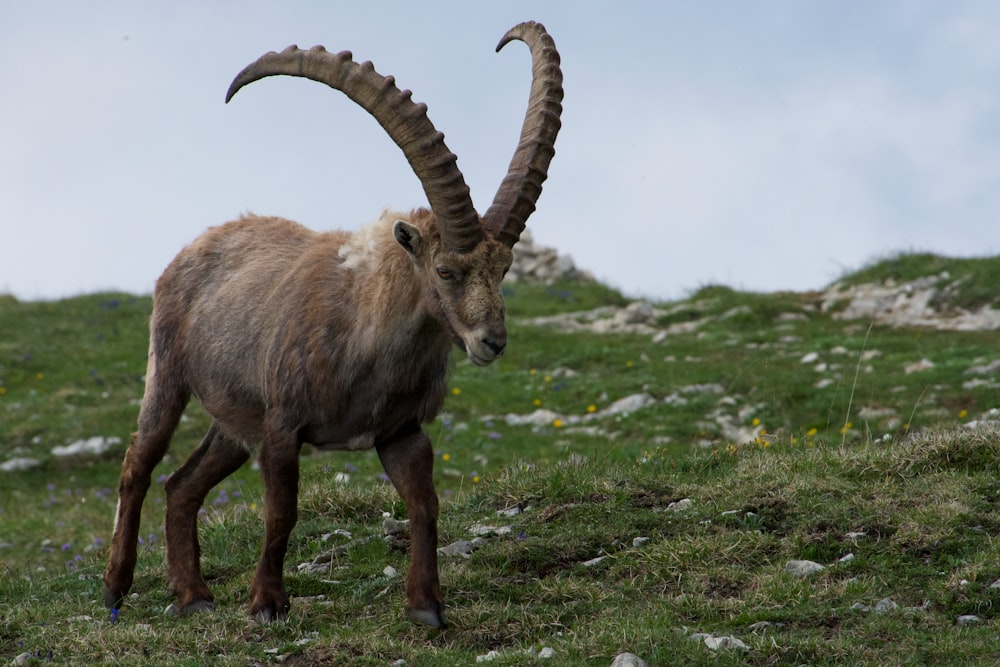 brown ram on green grass during daytime