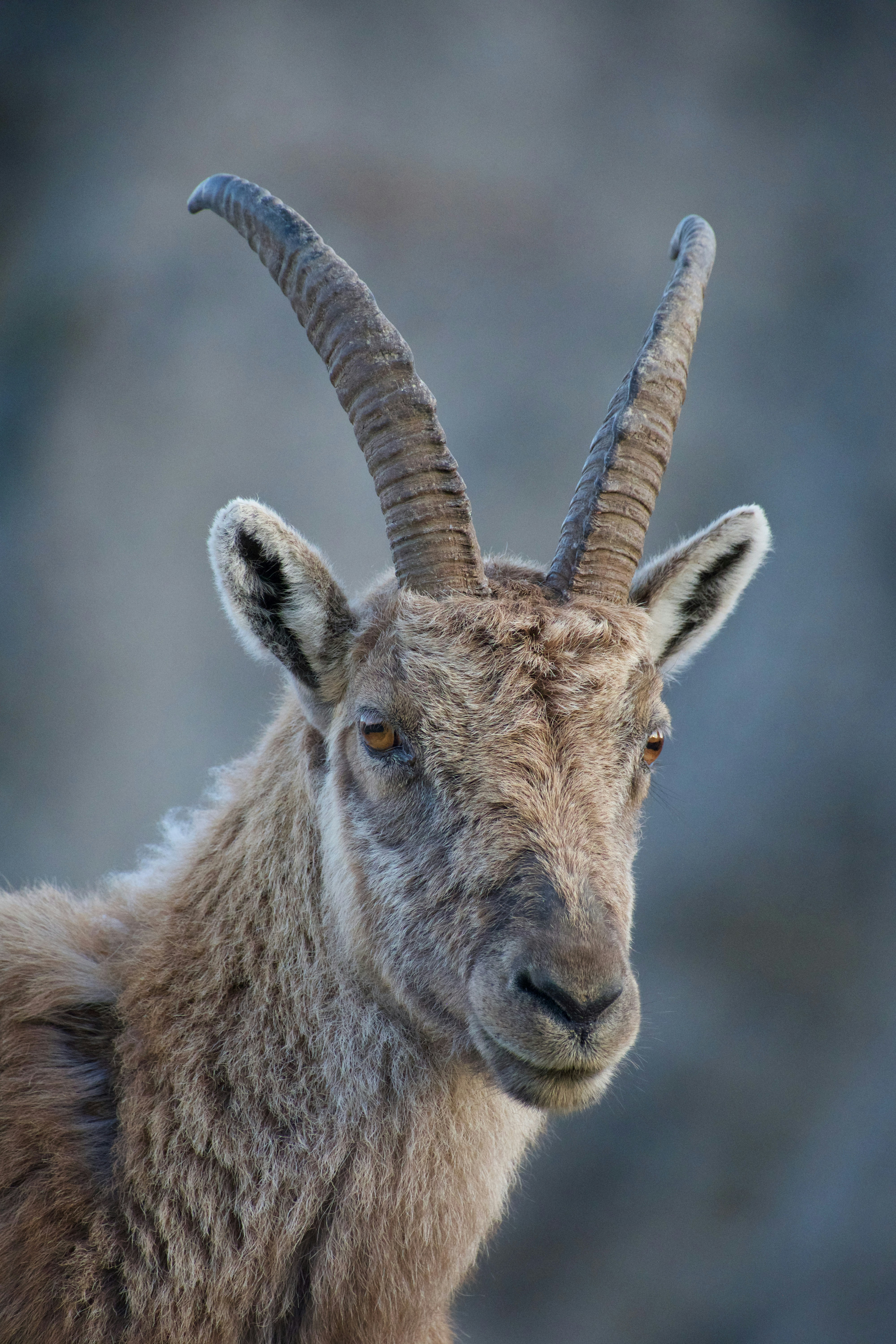 Close-up of a young ibex against a rocky background.