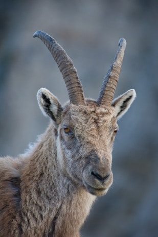 brown ram in close up photography