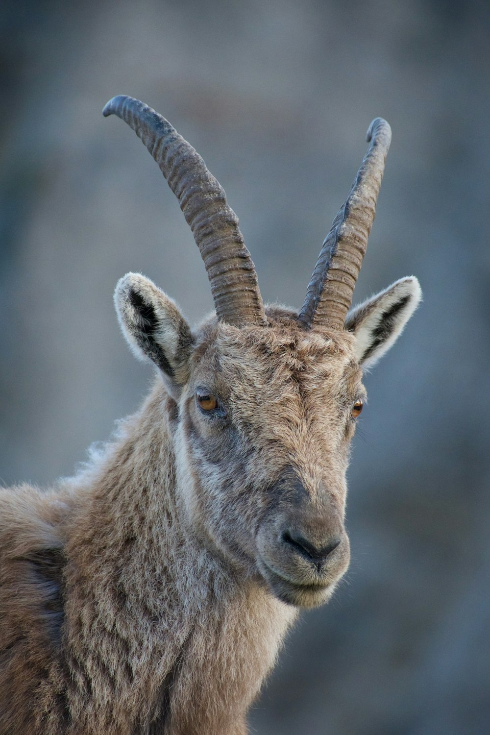 brown ram in close up photography