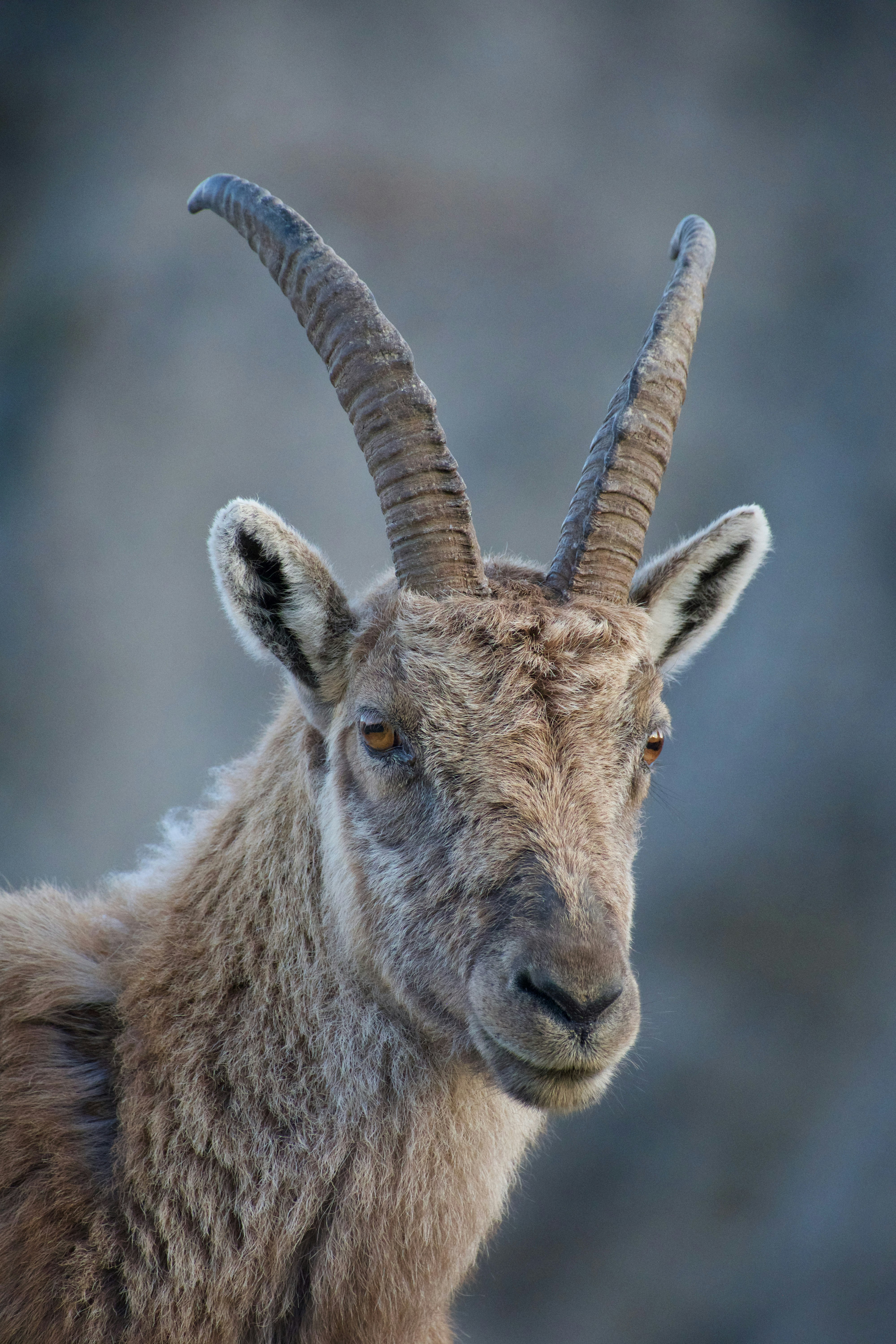 brown ram in close up photography