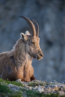 brown ram in tilt shift lens